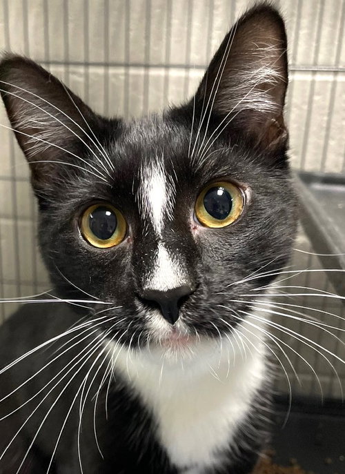 LARRY - Manx available for adoption