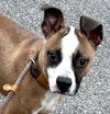 Watson - Photo 1