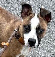 WATSON - Terrier available for adoption