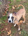 Watson - Photo 2