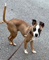 Watson - Photo 3