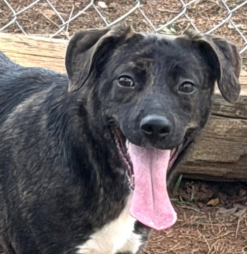 RAISIN - Pit Bull Terrier available for adoption