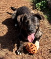 Raisin - Photo 1
