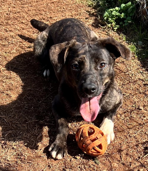 RAISIN - Pit Bull Terrier available for adoption
