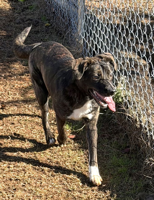 RAISIN - Pit Bull Terrier available for adoption