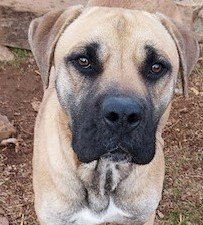 Shiloh Image