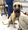 Shiloh - Photo 2