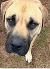 Shiloh - Photo 3