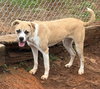 Griffin - Photo 2