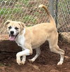 Griffin - Photo 4
