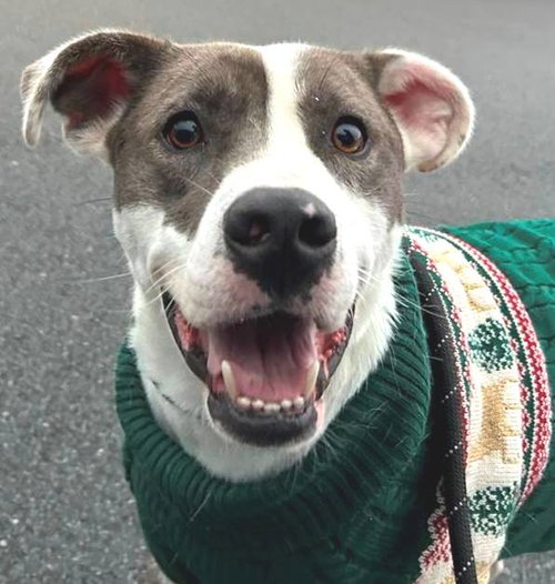 SAMMY - Catahoula Leopard Dog available for adoption