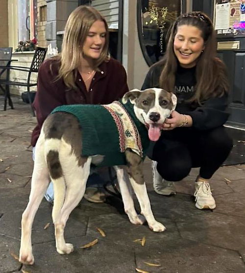 SAMMY - Catahoula Leopard Dog available for adoption