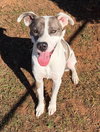 Sammy - Photo 4