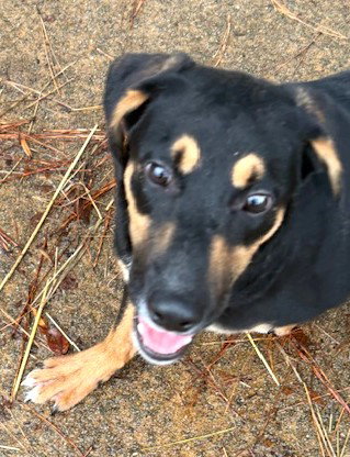 HAMM - Hound available for adoption