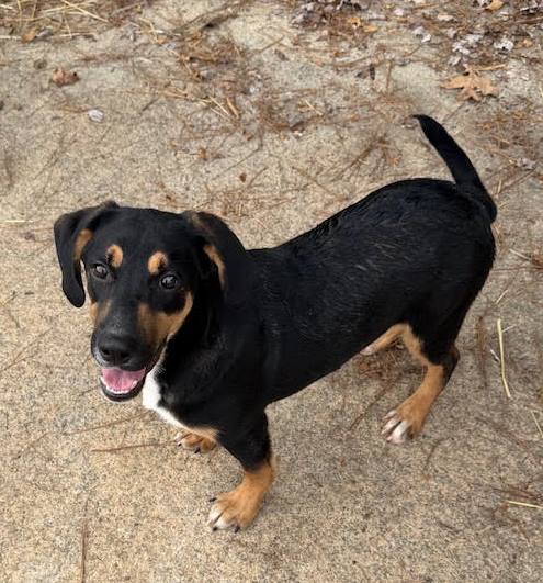 HAMM - Hound available for adoption