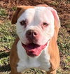 Holly (dog) - Photo 1