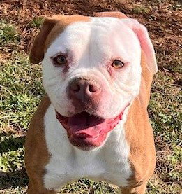 HOLLY (DOG) - Boxer available for adoption