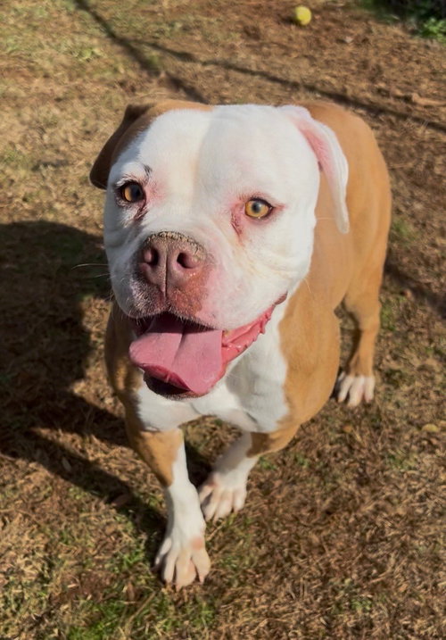 HOLLY (DOG) - Boxer available for adoption