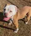 Holly (dog) - Photo 3