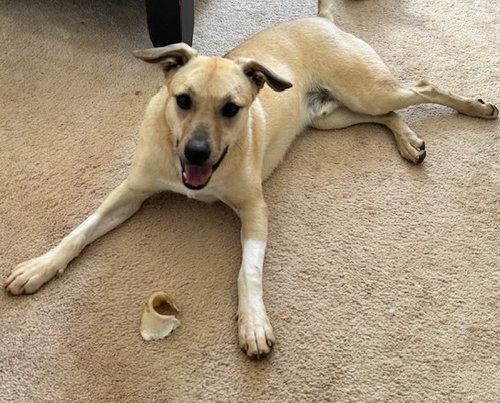YODA - Feist available for adoption