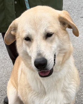WINTER - Labrador Retriever available for adoption