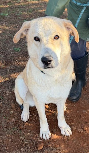 WINTER - Labrador Retriever available for adoption