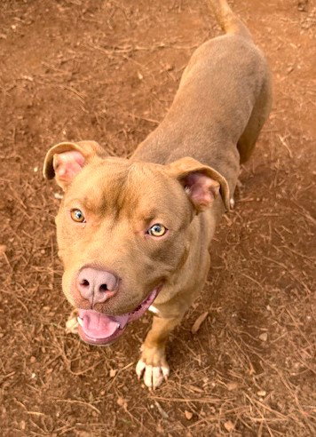 NASH - Pit Bull Terrier available for adoption
