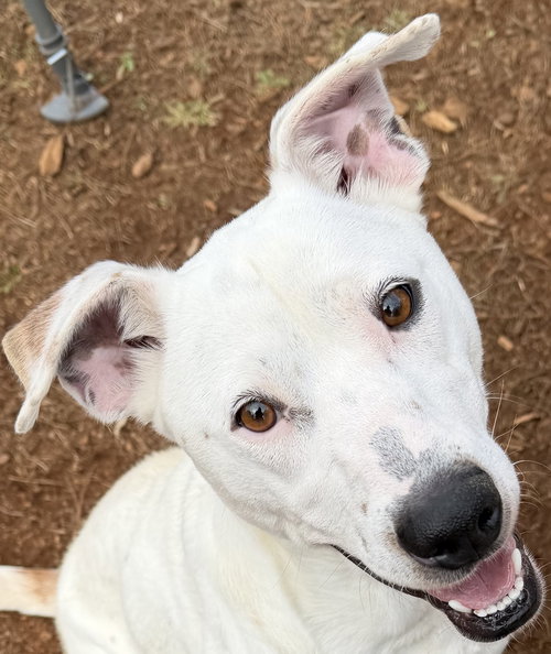 RALLY - Hound available for adoption