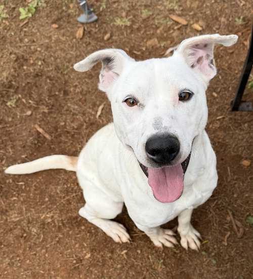 RALLY - Hound available for adoption
