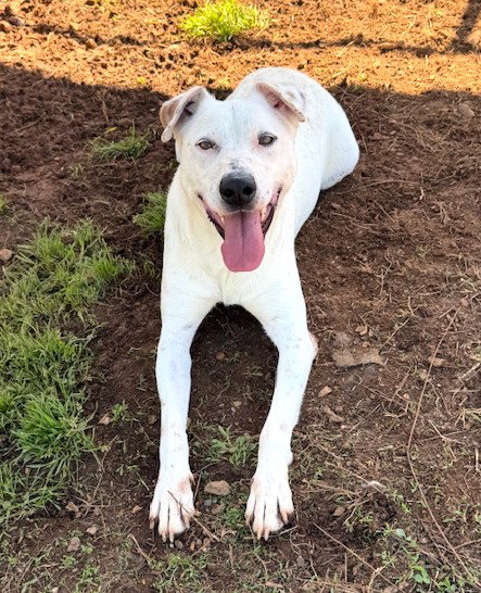 RALLY - Hound available for adoption