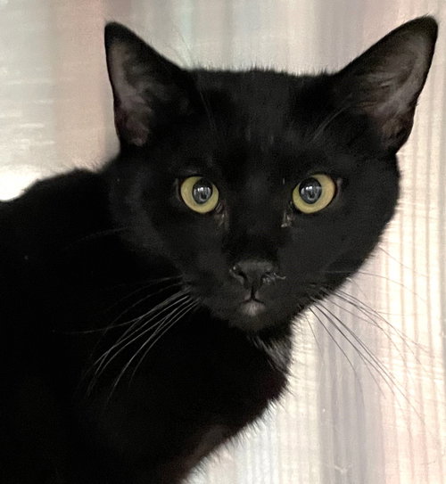Crow, Young Domestic Short Hair (short coat), cat for adoption in Marietta, Georgia