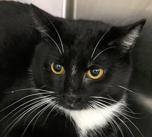 Raven, Young Domestic Short Hair (short coat), cat for adoption in Marietta, Georgia