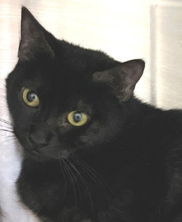 Ula, an adoptable Domestic Short Hair in Carrollton, GA