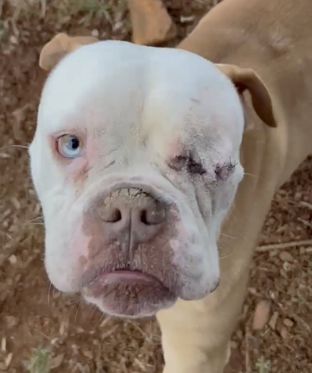 Tyson Image