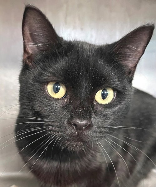 Jette, Young Domestic Short Hair (short coat), cat for adoption in Marietta, Georgia