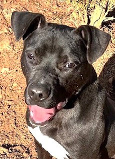 Alvin, an adoptable Labrador Retriever in Carrollton, GA