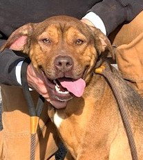 Ava, an adoptable Hound in Carrollton, GA