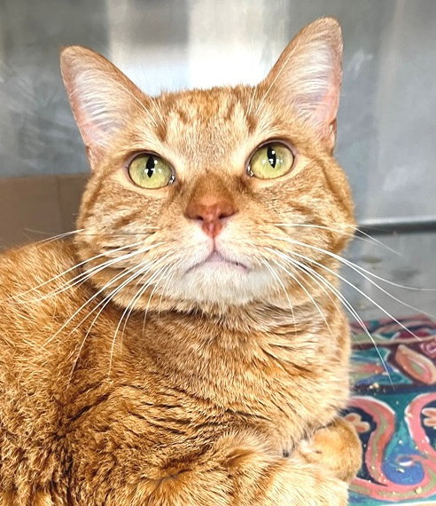 Oscar Image