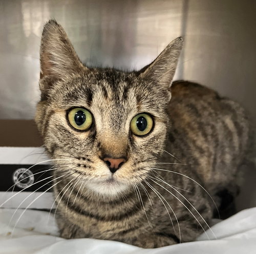 Rikki, Young Tabby / Calico / Mixed (short coat), cat for adoption in Marietta, Georgia