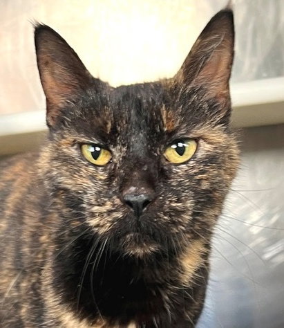Sheba Image