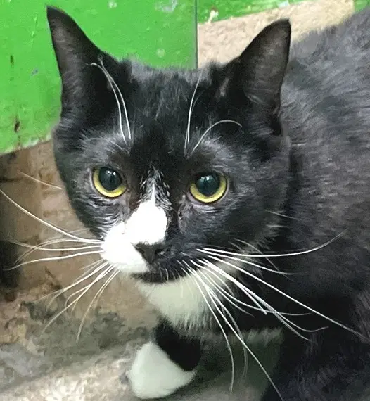 Amaretto - Domestic Short Hair
