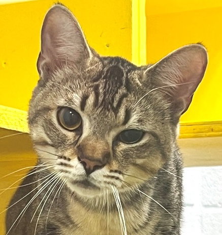 Liam, Young Tabby (short coat), cat for adoption in Marietta, Georgia