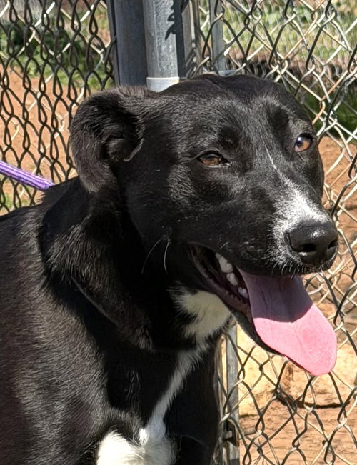 Marnie, an adoptable Labrador Retriever in Carrollton, GA