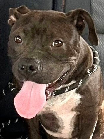 Harper, an adoptable Pit Bull Terrier in Carrollton, GA
