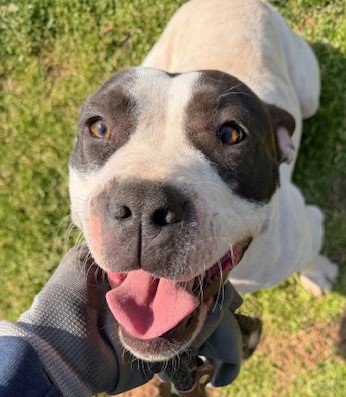 Lola, an adoptable Bulldog in Carrollton, GA