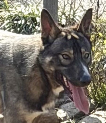 Bravo, an adoptable German Shepherd Dog in Carrollton, GA
