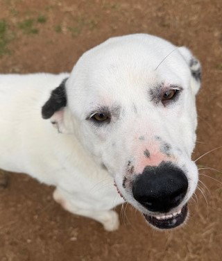 Jake, an adoptable Anatolian Shepherd in Carrollton, GA