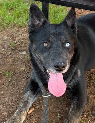 Isla, an adoptable Husky in Carrollton, GA