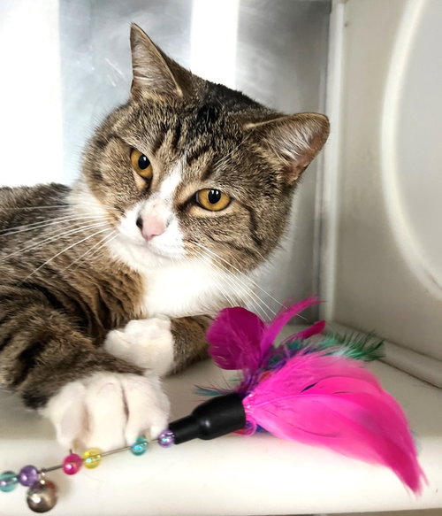 Sweeney, an adoptable Tabby in Carrollton, GA