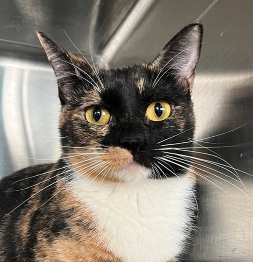 Shayla, an adoptable Tortoiseshell in Carrollton, GA